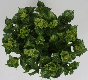 Tuinhortensia Blauw - Hydrangea Macrophylla - Potmaat 23 Cm