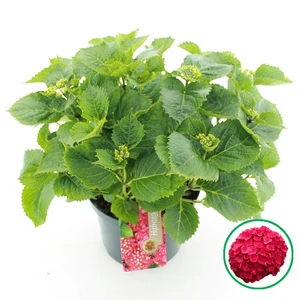Tuinhortensia Rood - Hydrangea Macrophylla - Potmaat 23 Cm