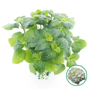 Tuinhortensia Wit - Hydrangea Macrophylla - Potmaat 23 Cm