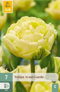 Tulp 'Avant Garde'
