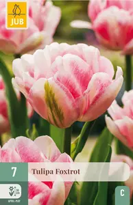 Tulp 'Foxtrot'