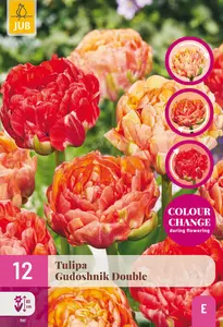 Tulp 'Gudoshnik Double'