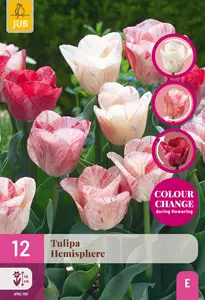 Tulp 'Hemisphere'