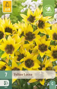 Tulp 'Lucca'