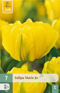 Tulp 'Marie Jo'