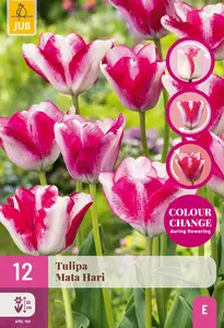 Tulp 'Mata Hari'