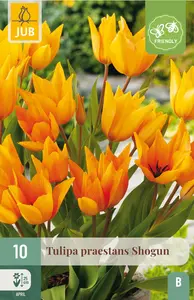 Tulp praestans 'Shogun'