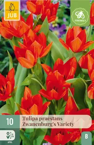 Tulp 'Praestans Zwanenburg Variety'