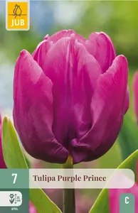 Tulp 'Purple Prince'
