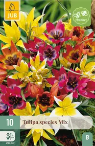 Tulp 'Species' Mix
