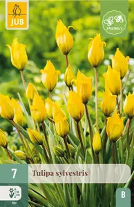 Tulp 'Sylvestris'
