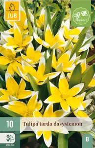 Tulp 'Tarda Dasystemon'