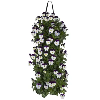 Violen In Wandhanger