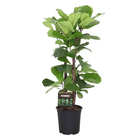 Vioolbladplant - afbeelding 1