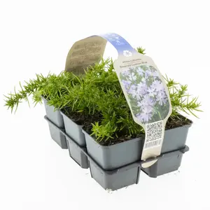 Vlambloem - Kruipphlox