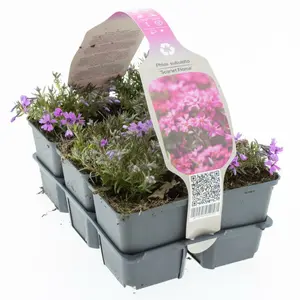 Vlambloem - Kruipphlox