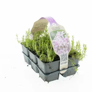 Vlambloem - Kruipphlox