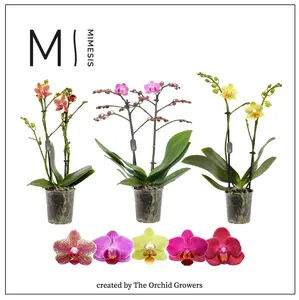 Vlinderorchidee - Paars