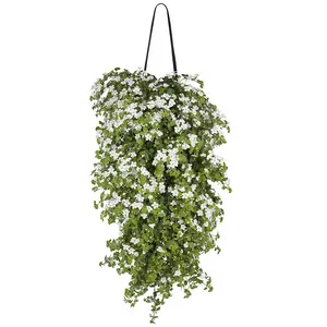 Wandhanger Bacopa