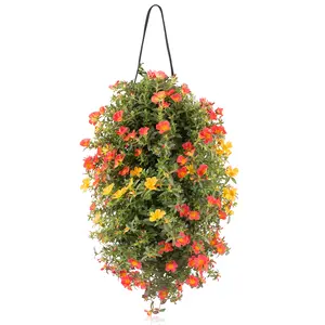 Wandhanger Portulaca