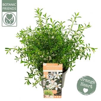 Wasbloem 'Flower Girl White'