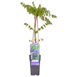 Wisteria Floribunda Black Dragon P15