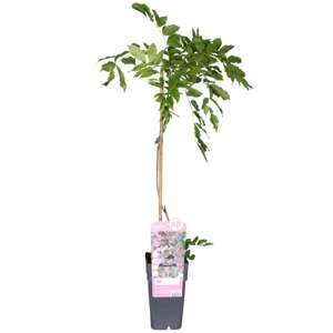 Wisteria Floribunda Rosea P15