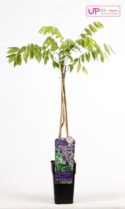 Wisteria Sinensis Prolific P15