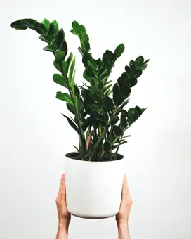 Zamioculcas - P 21cm