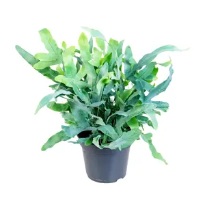 Zink- of Blauwvaren 'Blue Star' - P14cm