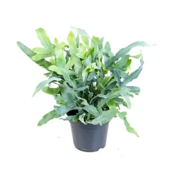 Zink- of Blauwvaren 'Blue Star' - P17cm