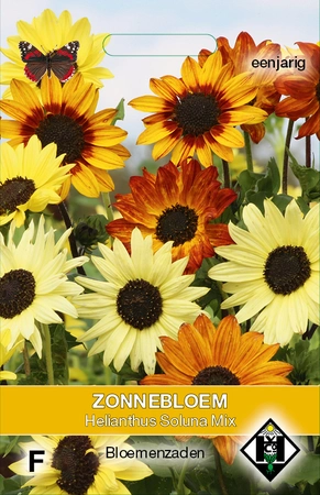 Zonnebloem 'Soluna' - afbeelding 1