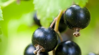 Zwarte Bes 'Jostabes'