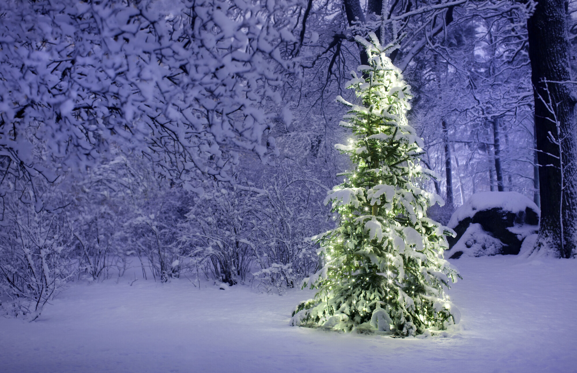 Kerstboom kopen Assen