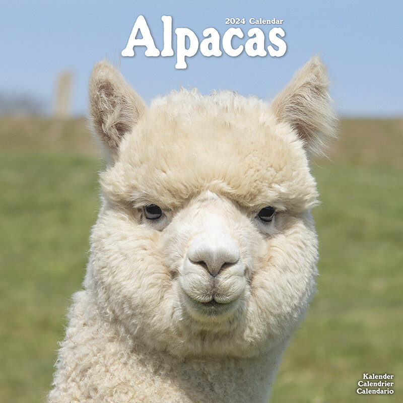 Kalender 2024 Alpacas Alpaca Tuinland