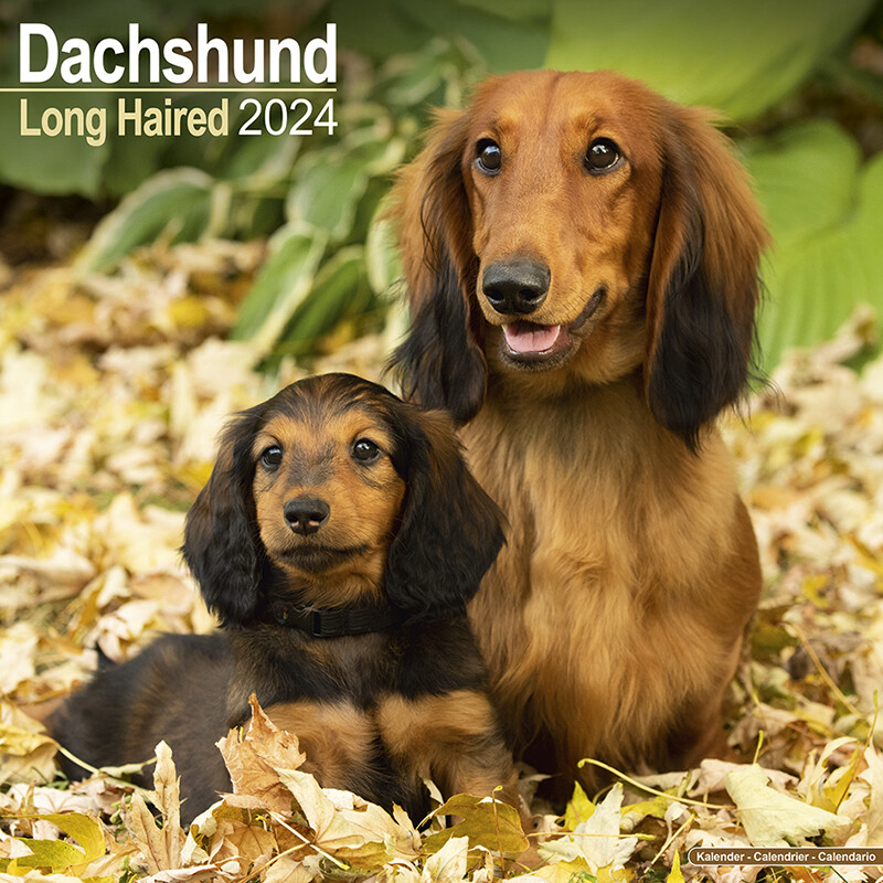 Kalender 2024 Dachshund Long Haired Teckel Lang Haar Wandkalender Tuinland