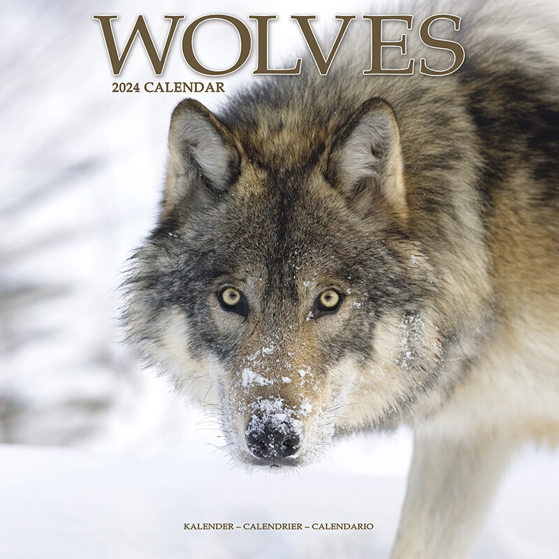 Kalender 2024 Wandkalender Wolves Wolven Wolf Tuinland