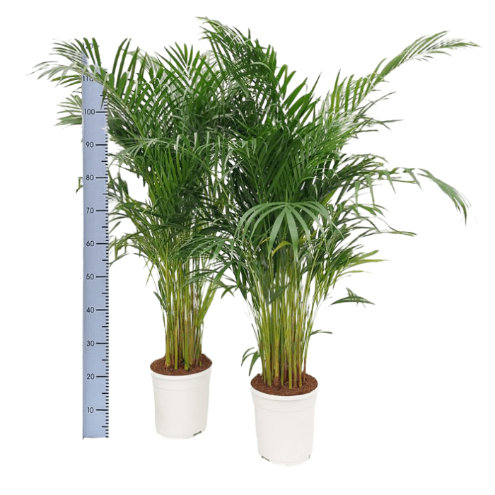 2 Kamerplanten Dypsis lutescens Areca Goudpalm witte plastic pot meetlat