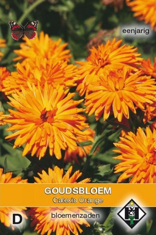 Goudsbloem -  Calexis Orange
