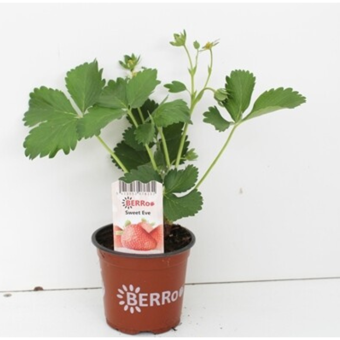 Fragaria Sweet Eve Aardbeienplant