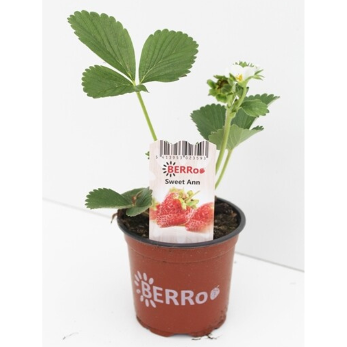 Fragaria Sweet Ann Aardbeienplant