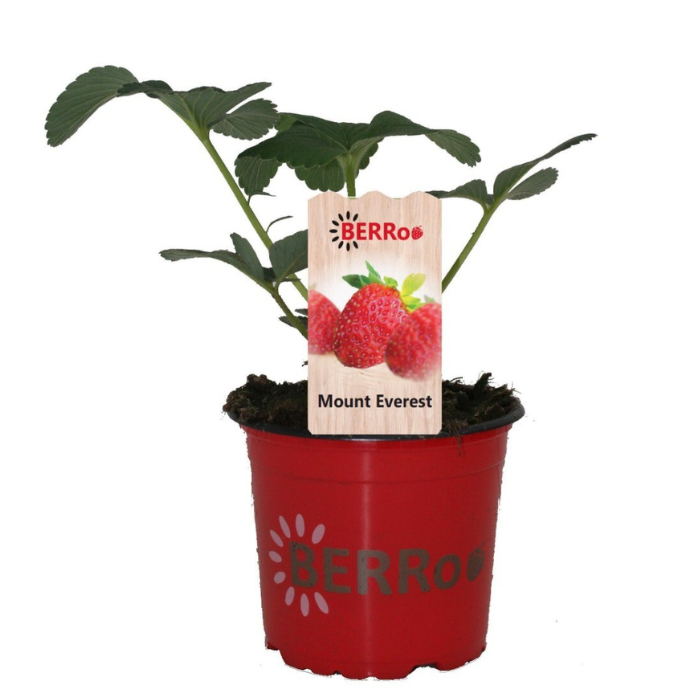 Fragaria Mount Everest Aardbeienplant