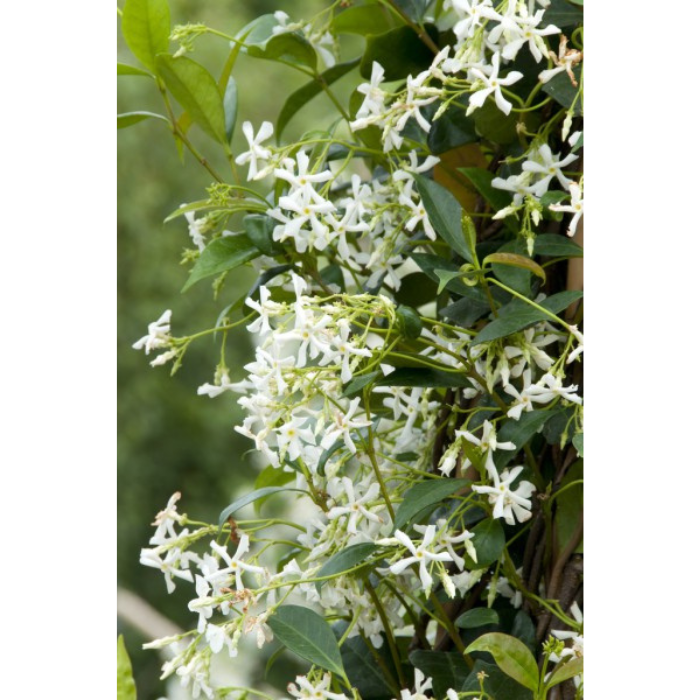 Trachelospermum Jasminoides Sterjasmijn