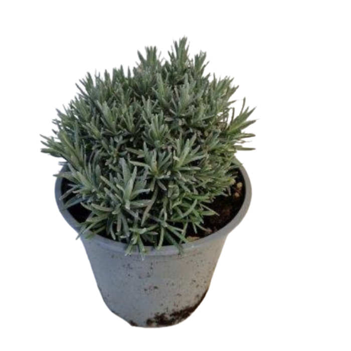 Kruidenplant Kerrieplant Helichrysum italicum in grijze plastic pot