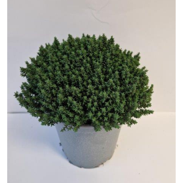 Kruidenplant 