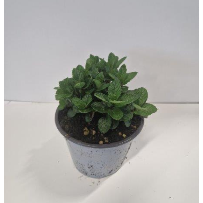 Kruidenplant 