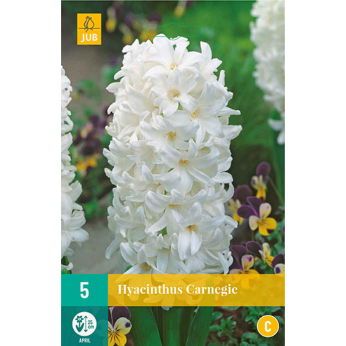 Hyacint bloembollen Hyacinthus Carnegie wit 5 stuks