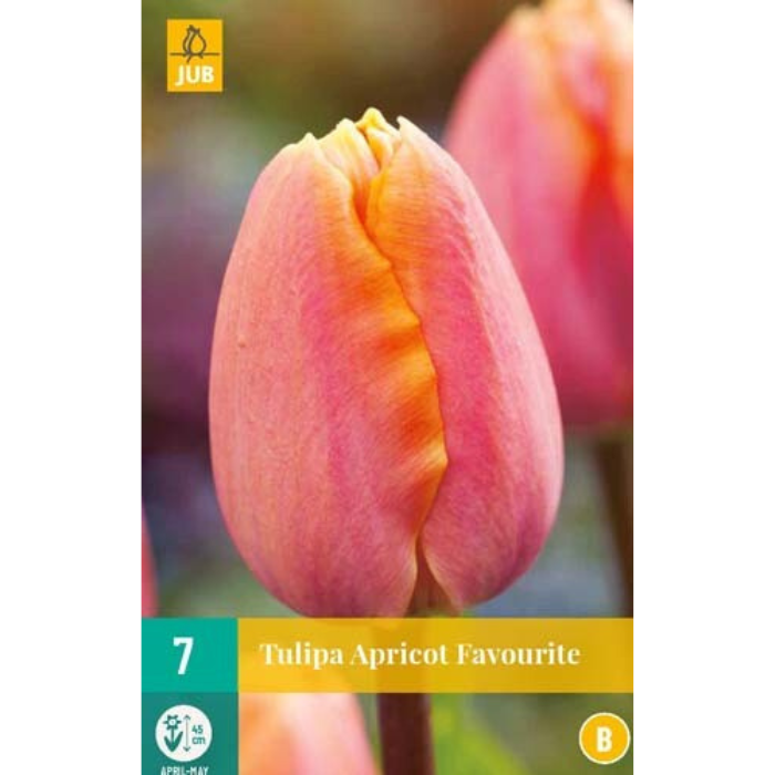 Afbeelding Tulp 'Apricot Favourite'  7 stuks bloembollen