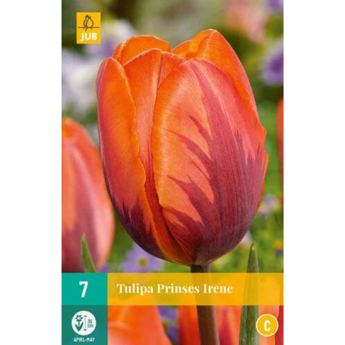 Tulpenbollen Tulipa Prinses Irene oranjerood 7 stuks