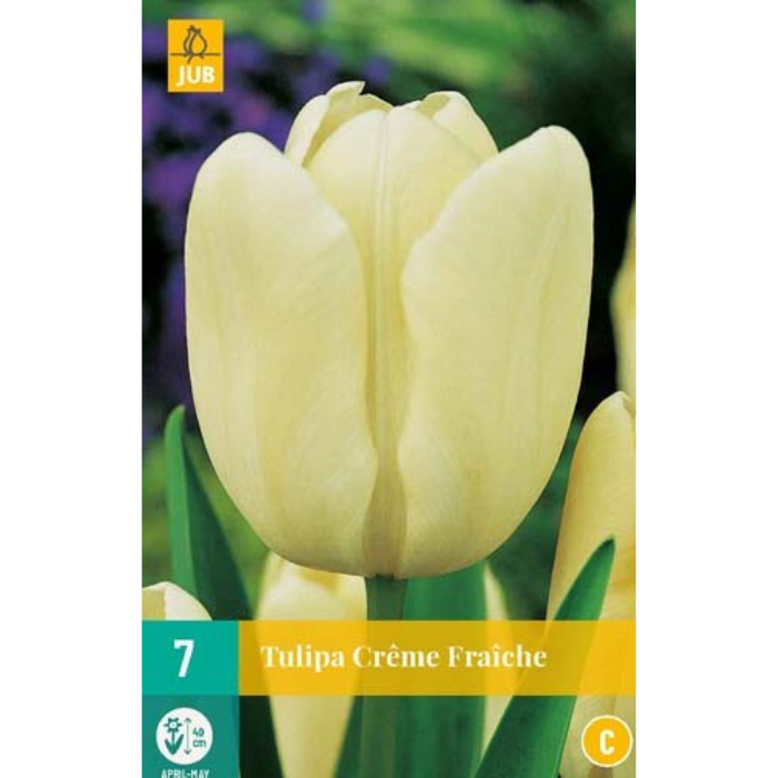 Afbeelding Tulipa Crême Fraîche 7 stuks bloembollen